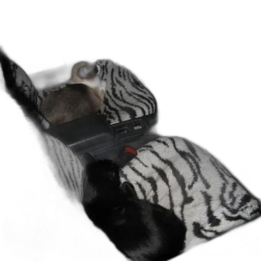 hat, shoes, animal, mask transparent PNG cut-out