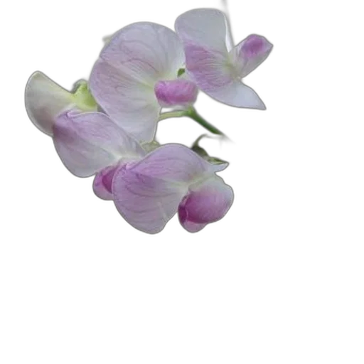 flower, jewelry, crown, staff transparent PNG cut-out