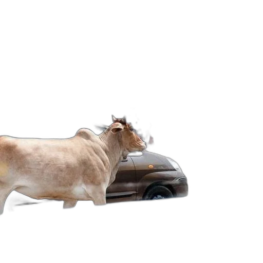 car, animal, shoes, furniture transparent PNG cut-out