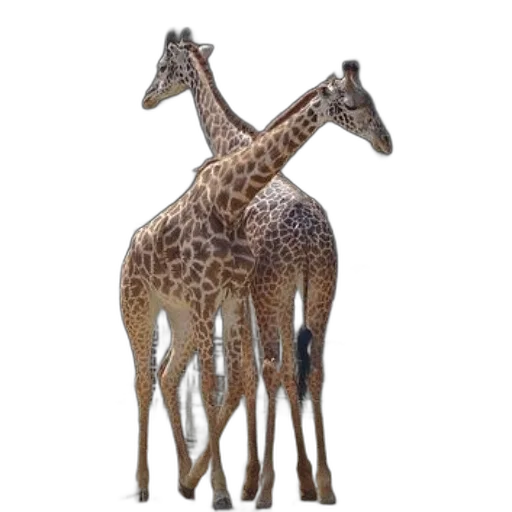 animal, creature, staff, crown transparent PNG cut-out
