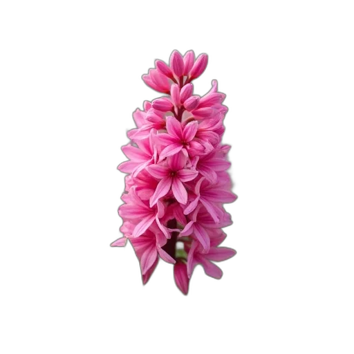 flower, crown, jewelry, staff transparent PNG cut-out