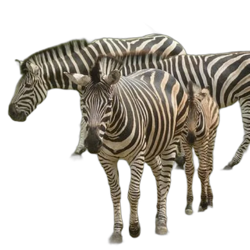 animal, creature, furniture, 3d render transparent PNG cut-out