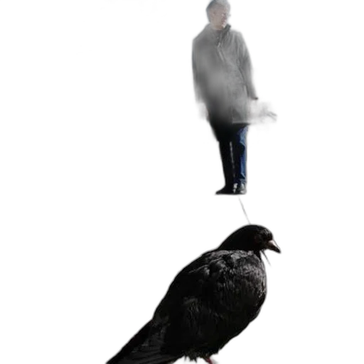 animal, jacket, creature, umbrella transparent PNG cut-out