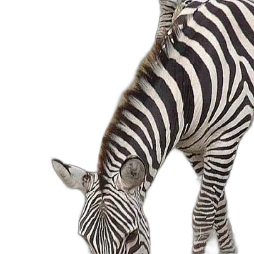 animal, creature, staff, hat transparent PNG cut-out