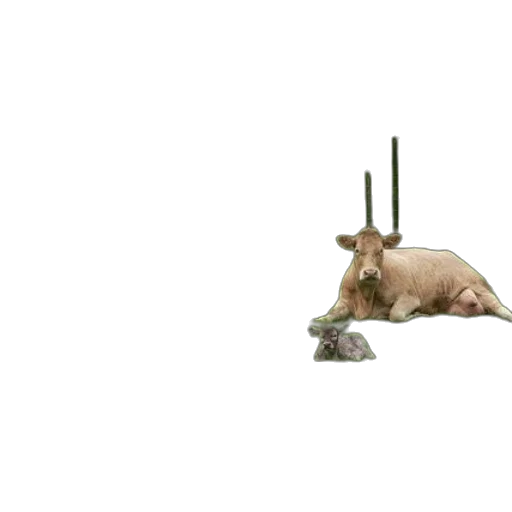 animal, weapon, staff, creature transparent PNG cut-out