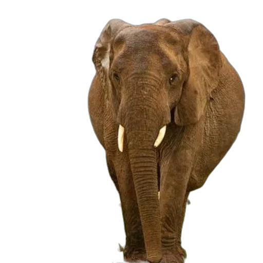 animal, creature, staff, photorealistic transparent PNG cut-out