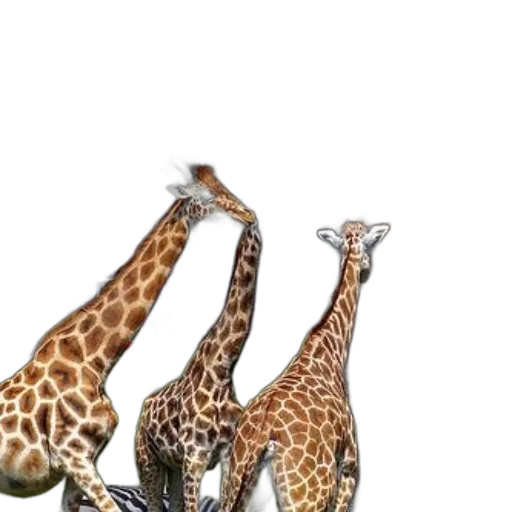 animal, shoes, creature, hat transparent PNG cut-out