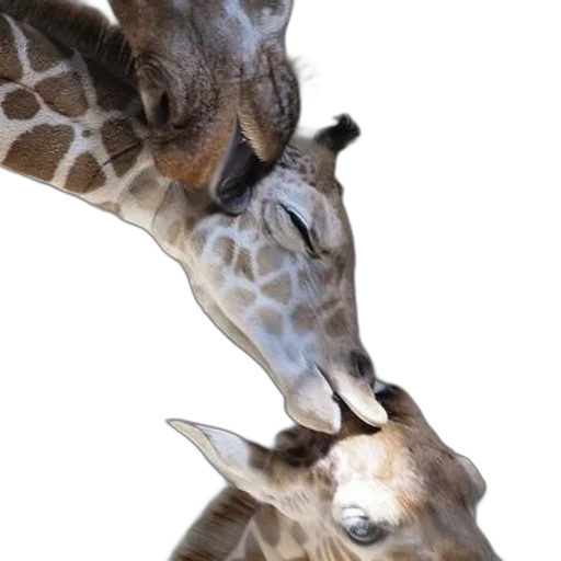 animal, creature, photorealistic, two transparent PNG cut-out