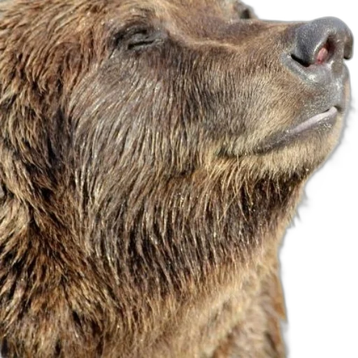 animal, photorealistic, close-up, photo transparent PNG cut-out