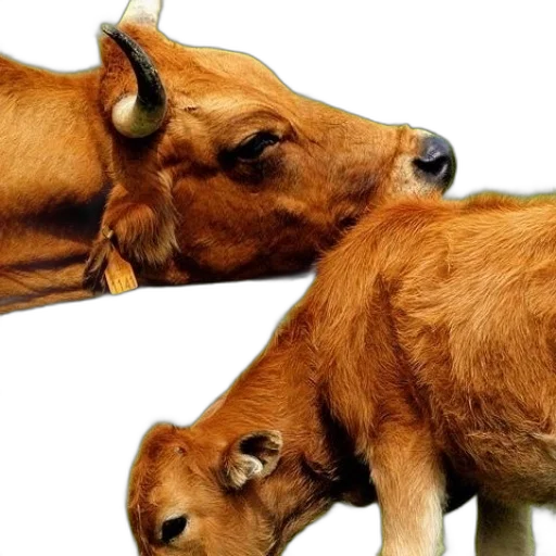 animal, photorealistic, cow, horns transparent PNG cut-out