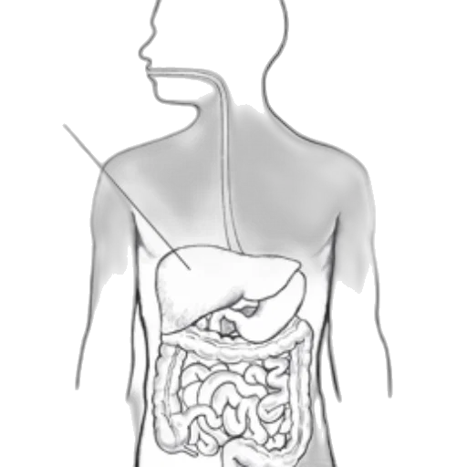 food, concept art, black, white transparent PNG cut-out