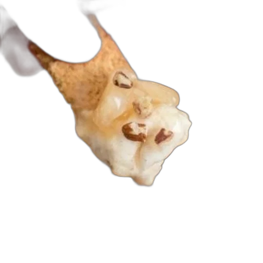 food, animal, face, creature transparent PNG cut-out