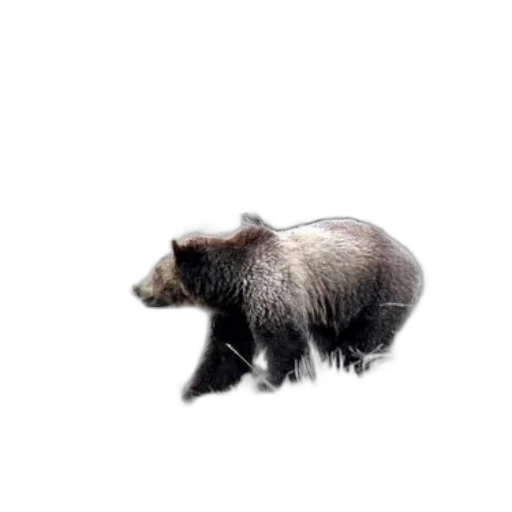 animal, creature, hair, food transparent PNG cut-out