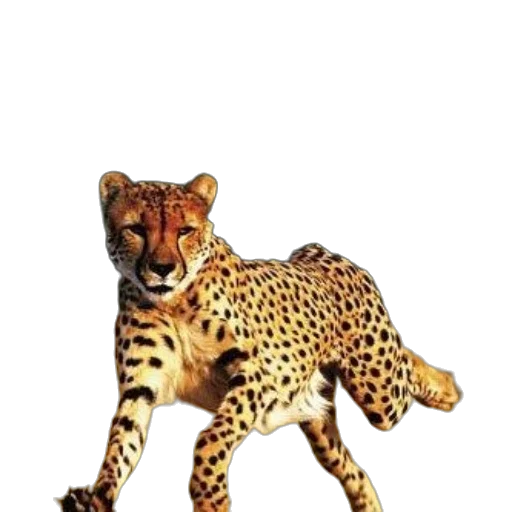 animal, creature, jewelry, staff transparent PNG cut-out