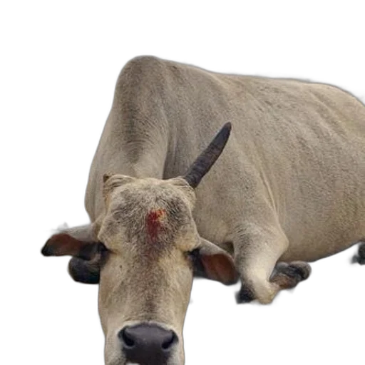 animal, creature, food, face transparent PNG cut-out