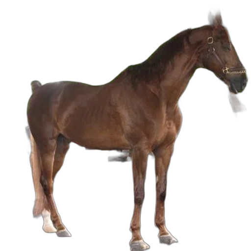 animal, creature, staff, hair transparent PNG cut-out