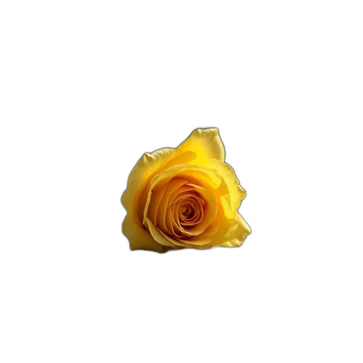 flower, jewelry, crown, food transparent PNG cut-out