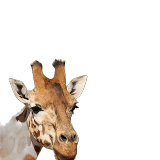 animal, creature, crown, staff transparent PNG cut-out