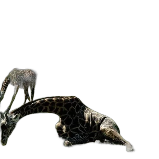 animal, creature, dragon, shoes transparent PNG cut-out