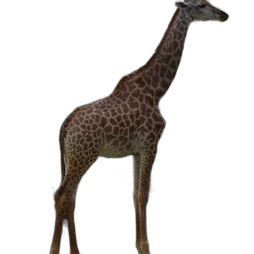 animal, creature, staff, dress transparent PNG cut-out