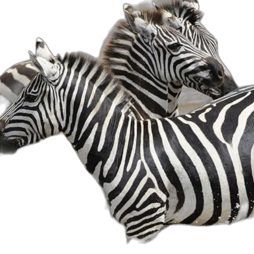 animal, shoes, 3d render, photorealistic transparent PNG cut-out