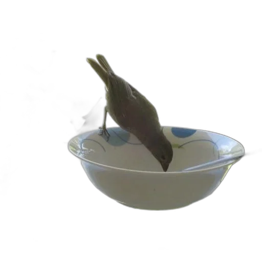 food, animal, creature, dragon transparent PNG cut-out
