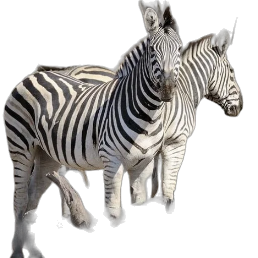 animal, creature, jewelry, 3d render transparent PNG cut-out