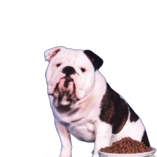food, animal, staff, creature transparent PNG cut-out