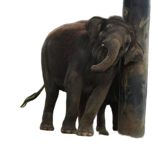 animal, staff, furniture, jewelry transparent PNG cut-out