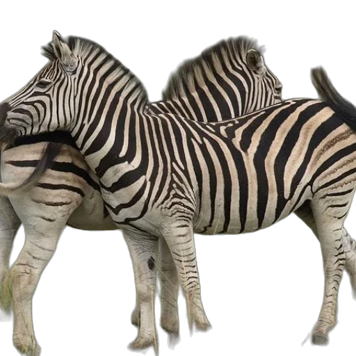 animal, creature, 3d render, photorealistic transparent PNG cut-out
