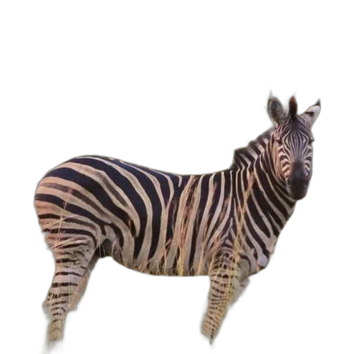animal, creature, furniture, weapon transparent PNG cut-out