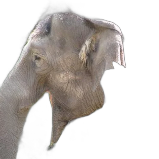 animal, creature, face, staff transparent PNG cut-out