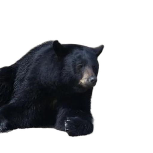 animal, creature, 3d render, concept art transparent PNG cut-out