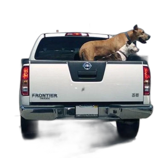 animal, car, two, dogs transparent PNG cut-out