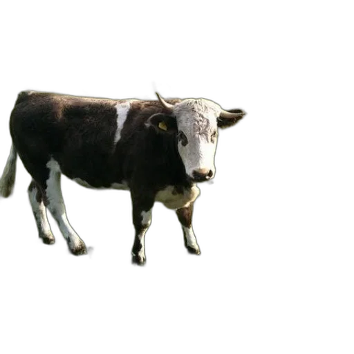 animal, creature, food, jewelry transparent PNG cut-out