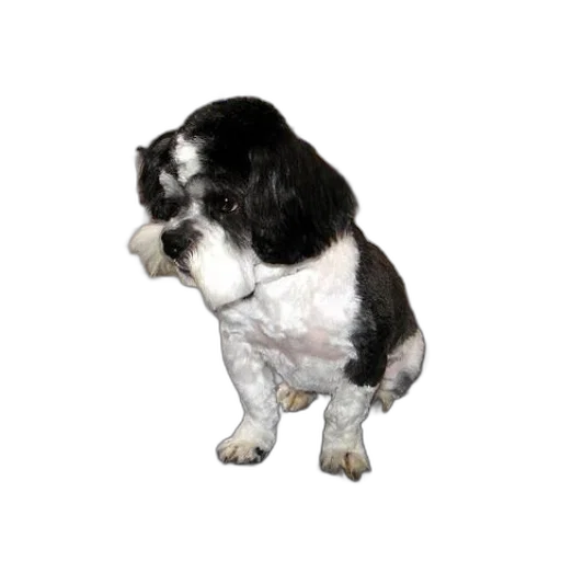 animal, staff, creature, hair transparent PNG cut-out