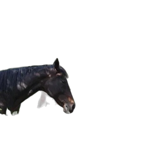 animal, creature, dragon, weapon transparent PNG cut-out