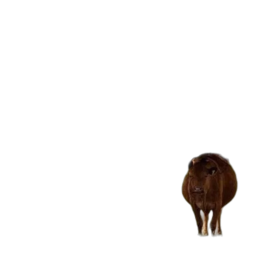 animal, hair, creature, furniture transparent PNG cut-out