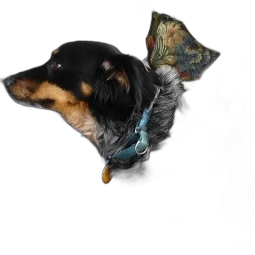 animal, creature, staff, dragon transparent PNG cut-out