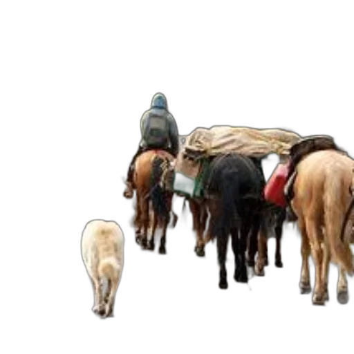 animal, staff, hat, furniture transparent PNG cut-out