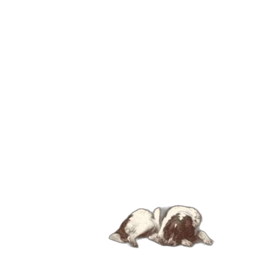 animal, creature, hair, food transparent PNG cut-out