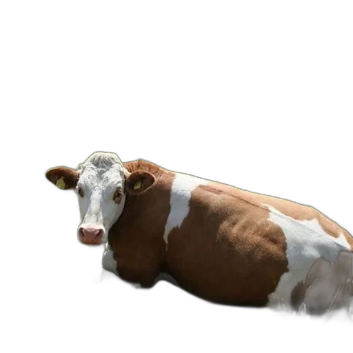 animal, creature, food, weapon transparent PNG cut-out