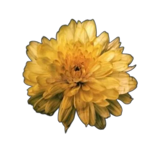 flower, crown, jewelry, face transparent PNG cut-out