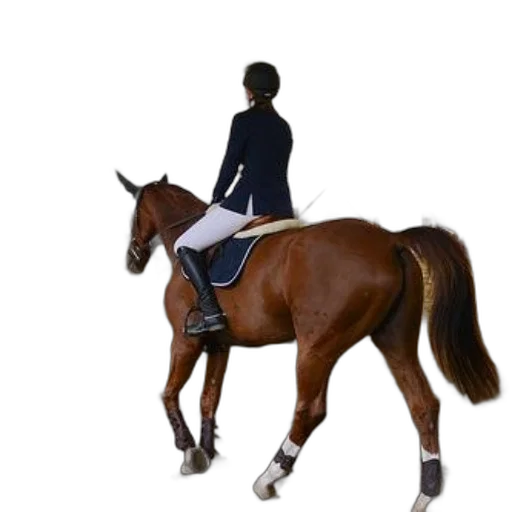 jacket, staff, animal, photorealistic transparent PNG cut-out