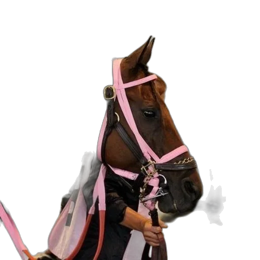 staff, animal, weapon, umbrella transparent PNG cut-out