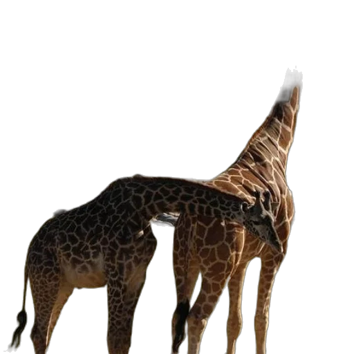 animal, creature, staff, crown transparent PNG cut-out
