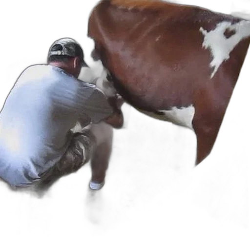 animal, creature, food, hat transparent PNG cut-out