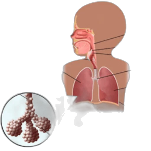 anatomical, illustration, human, respiratory transparent PNG cut-out