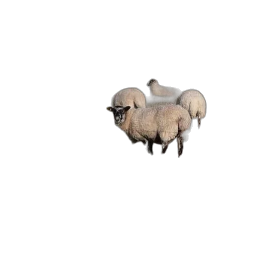animal, creature, hat, car transparent PNG cut-out