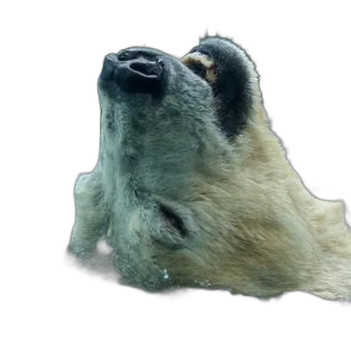 animal, creature, face, mask transparent PNG cut-out